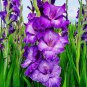 (3) Gladiolus Cookie Purple Gladiolus Bulbs