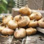 (3) Gladiolus Cookie Purple Gladiolus Bulbs