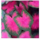 2 Caladiums Flamingo Caladium Bulbs 2 Caladiums Flamingo Caladium Bulbs