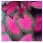 2 Caladiums Flamingo Caladium Bulbs
