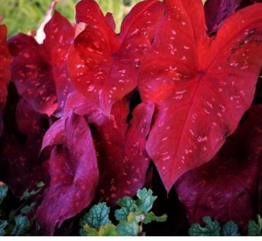 2ct CALADIUM Burning Heart NEW CROP (LIMITED )