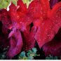 2ct CALADIUM Burning Heart NEW CROP (LIMITED )