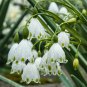 (3) SNOWFLAKE Leucojum Bulbs (Xplosionseeds)