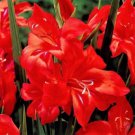(5PC) Traderhorn Red White Gladiolus Bulb (5PC) Traderhorn Red White Gladiolus Bulb