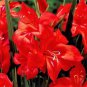 (5PC) Traderhorn Red White Gladiolus Bulb