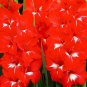 (5PC) Traderhorn Red White Gladiolus Bulb