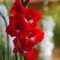 (5PC) Traderhorn Red White Gladiolus Bulb