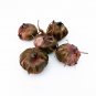 (5PC) Traderhorn Red White Gladiolus Bulb