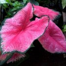 (2) Florida Sweetheart Caladium Bulbs (2) Florida Sweetheart Caladium Bulbs