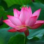 (12 Pink) Lotus Flower Seeds