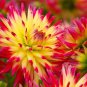 1 Dahlia Tahiti Sunrise LARGE  Tuber-Roots Bulb