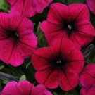 10 PETUNIA - Shock Wave Pelleted Seeds - ANNUAL 10 PETUNIA - Shock Wave Pelleted Seeds - ANNUAL