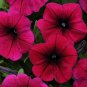 10 PETUNIA - Shock Wave Pelleted Seeds - ANNUAL