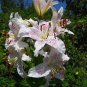 1 -Muscadet Oriental Lily
