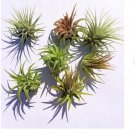 Small Assorted Tillandsia Air Plant 1-2" Each - Bundles of 3 Small Assorted Tillandsia Air Plant 1-2" Each - Bundles of 3