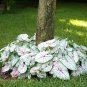 Caladium White Queen Bulbs (2ct)