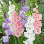 (5) Gladiolus PASTEL MIXED Bulbs Tall Sword Pink Purple White- Xplosionseeds