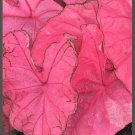 (2ct) Caladium Fannie Munson Bulbs #2 Fresh 2023 (2ct) Caladium Fannie Munson Bulbs #2 Fresh 2023