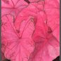(2ct) Caladium Fannie Munson Bulbs #2 Fresh 2023