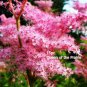 Filipendula Rubra -  Queen of the Prairie 15  Seeds