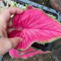2ct. CALADIUM Florida SWEETHEART (Small ) Bulbs