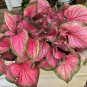 2ct. CALADIUM Florida SWEETHEART (Small ) Bulbs