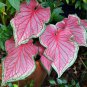 2ct. CALADIUM Florida SWEETHEART (Small ) Bulbs
