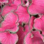 2ct. CALADIUM Florida SWEETHEART (Small ) Bulbs