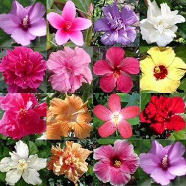45 Mixed HIBISCUS Seeds