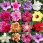 45 Mixed HIBISCUS Seeds