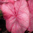 (2ct) Cheapest Fannie Munson Caladium Tropical Bulbs (2ct) Cheapest Fannie Munson Caladium Tropical Bulbs
