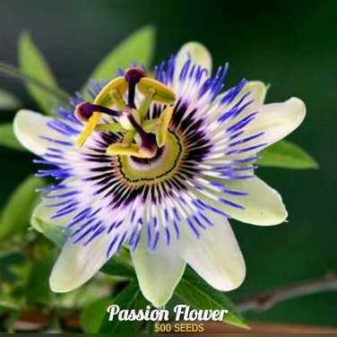 500- PASSION FLOWER SEEDS