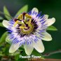 500- PASSION FLOWER SEEDS