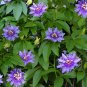 500- PASSION FLOWER SEEDS