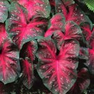 2ct Caladium Red Flash Bulbs - Xplosionseeds