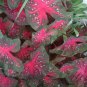 2ct Caladium Red Flash Bulbs - Xplosionseeds