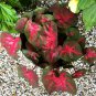 2ct Caladium Red Flash Bulbs - Xplosionseeds