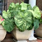 The Frog in The Blender Caladium You get 2 Size #2 Bulbs The Frog in The Blender Caladium You get 2 Size #2 Bulbs