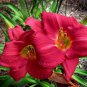 Charles Johnston Novelty Daylily - ( 1 ) Root