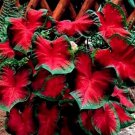 Caladium Postman Joyner Bulbs #2- (You get 2 Bulbs) Caladium Postman Joyner Bulbs #2- (You get 2 Bulbs)