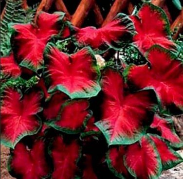 Caladium Postman Joyner Bulbs #2- (You get 2 Bulbs)