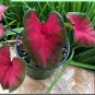 Caladium Postman Joyner Bulbs #2- (You get 2 Bulbs)