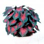 Caladium Postman Joyner Bulbs #2- (You get 2 Bulbs)