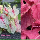 Fannie Munson & White Queen Caladium Tropical Bulbs Fannie Munson & White Queen Caladium Tropical Bulbs