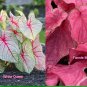 Fannie Munson & White Queen Caladium Tropical Bulbs