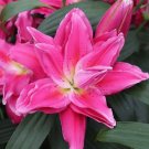 (1pc) Julia Double Oriental Lily Large Bulb (1pc) Julia Double Oriental Lily Large Bulb