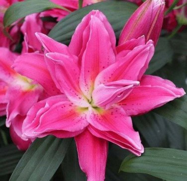 (1pc) Julia Double Oriental Lily Large Bulb