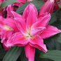 (1pc) Julia Double Oriental Lily Large Bulb