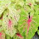 (2) - Caladium Miss Muffet Bulbs - Xplosionseeds (2) - Caladium Miss Muffet Bulbs - Xplosionseeds