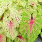 (2) - Caladium Miss Muffet Bulbs - Xplosionseeds